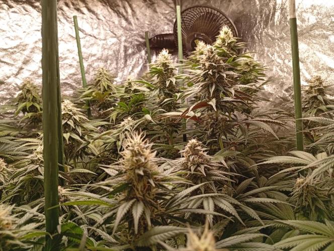 Ghost Train Haze  cultivo 6. Week 12