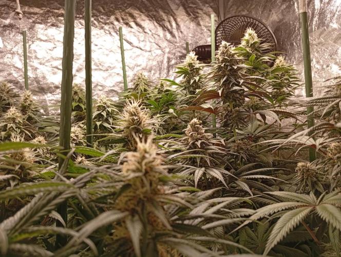 Ghost Train Haze  cultivo 6. Week 12