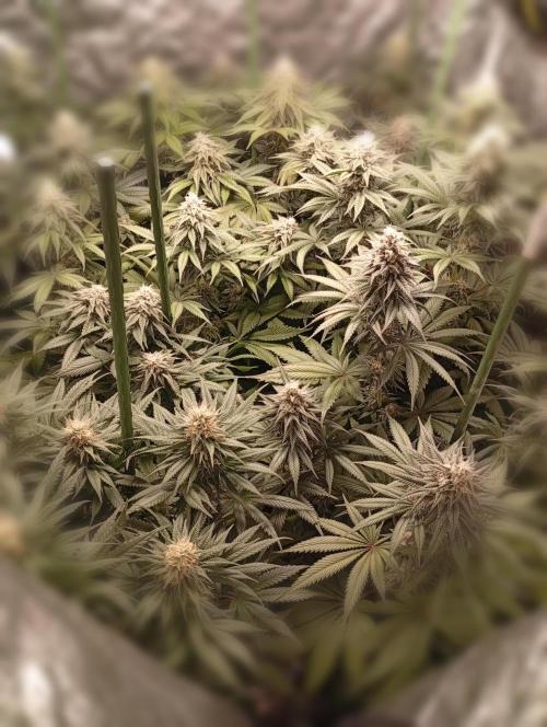 Ghost Train Haze  cultivo 6. Week 12