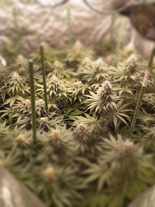 Ghost Train Haze  cultivo 6. Week 12