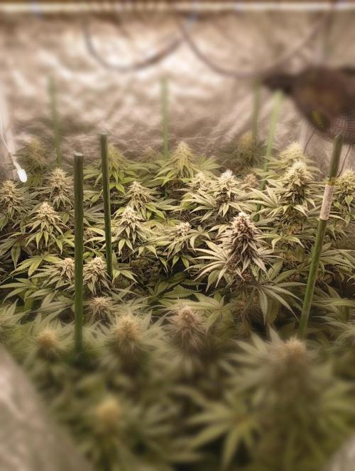 Ghost Train Haze  cultivo 6. Week 12