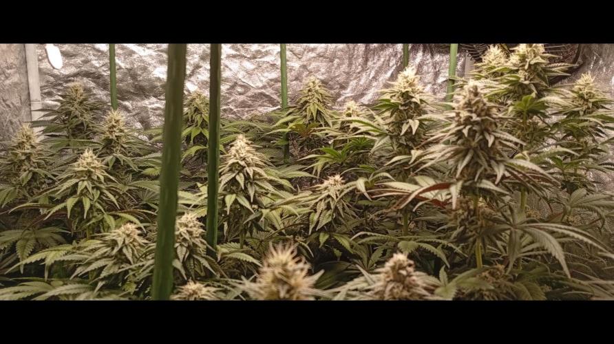 Ghost Train Haze  cultivo 6. Week 12