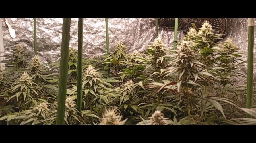 Ghost Train Haze  cultivo 6. Week 12