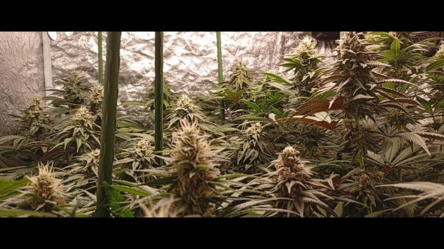 Ghost Train Haze  cultivo 6. Week 12