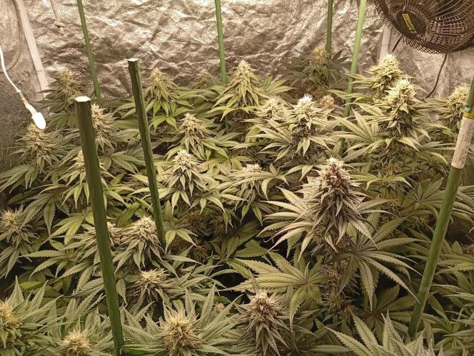 Ghost Train Haze  cultivo 6. Week 12