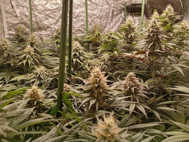 Ghost Train Haze  cultivo 6. Week 12