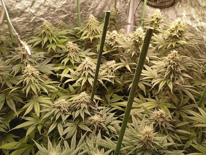 Ghost Train Haze  cultivo 6. Week 12