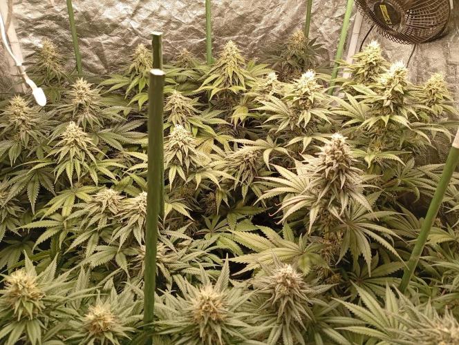 Ghost Train Haze  cultivo 6. Week 12