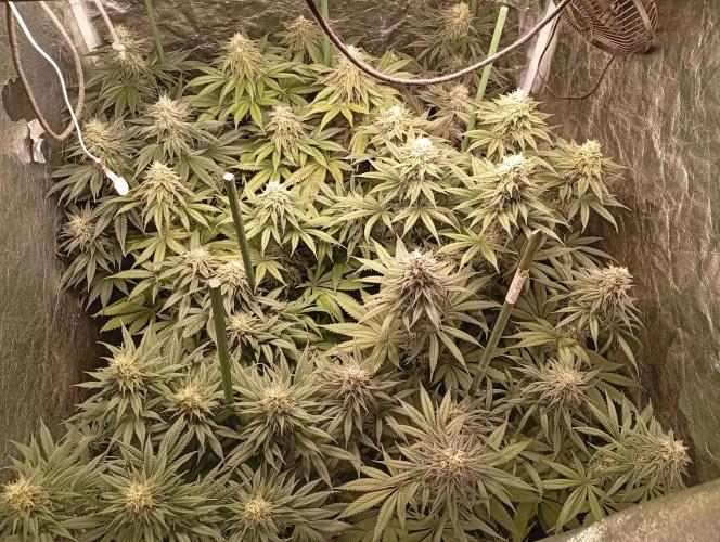 Ghost Train Haze  cultivo 6. Week 12