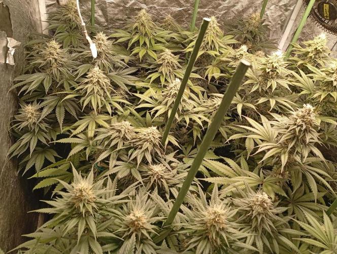 Ghost Train Haze  cultivo 6. Week 12