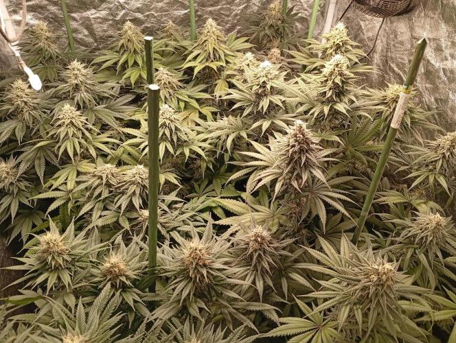 Ghost Train Haze  cultivo 6. Week 12