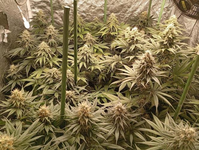 Ghost Train Haze  cultivo 6. Week 12