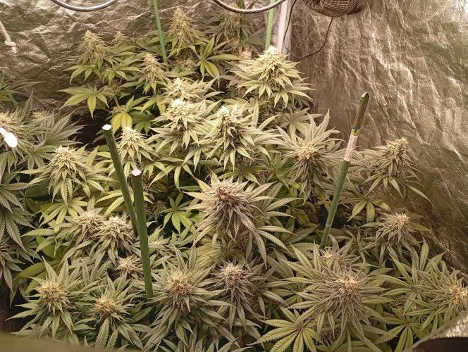 Ghost Train Haze  cultivo 6. Week 12