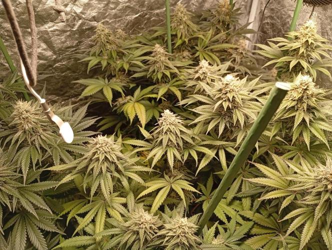 Ghost Train Haze  cultivo 6. Week 12