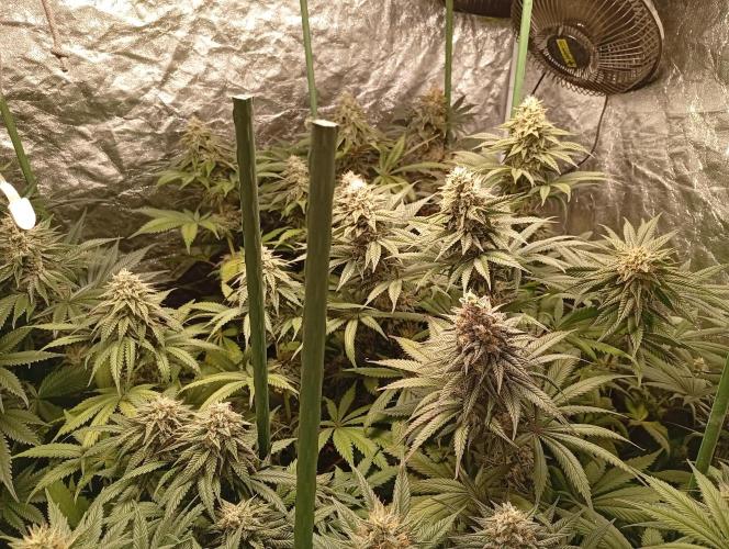 Ghost Train Haze  cultivo 6. Week 12