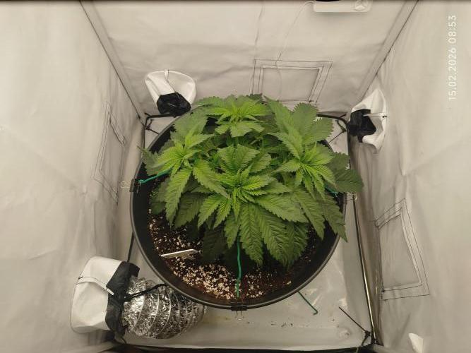 Pinky 💣. Week 7 - LST 
