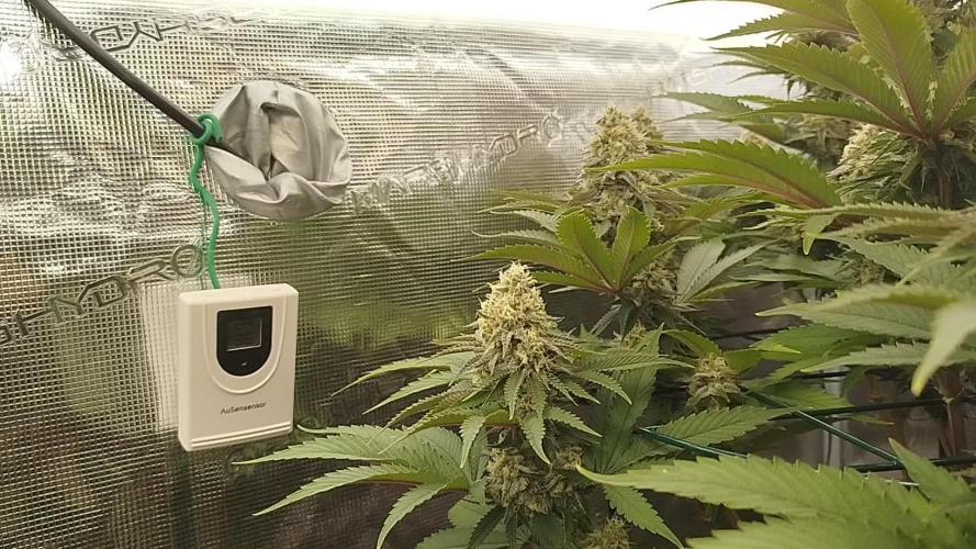 Shining Silver Haze