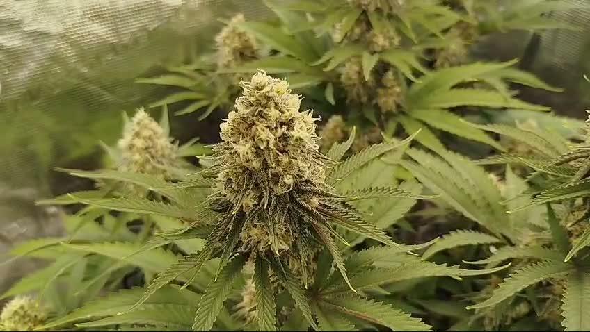 Shining Silver Haze