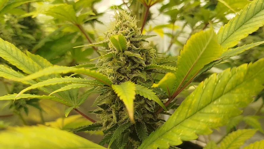 Chocolate Haze RQS