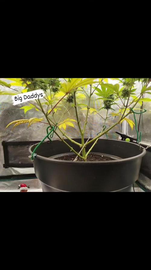 Chocolate Haze RQS