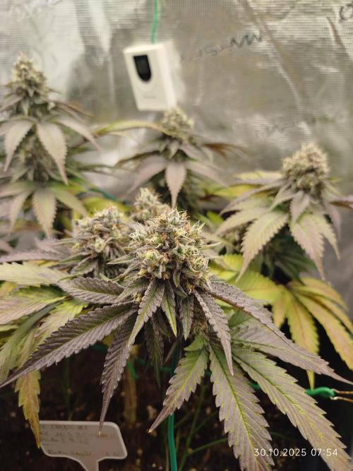 Katinka. Week 14 - Tag 44