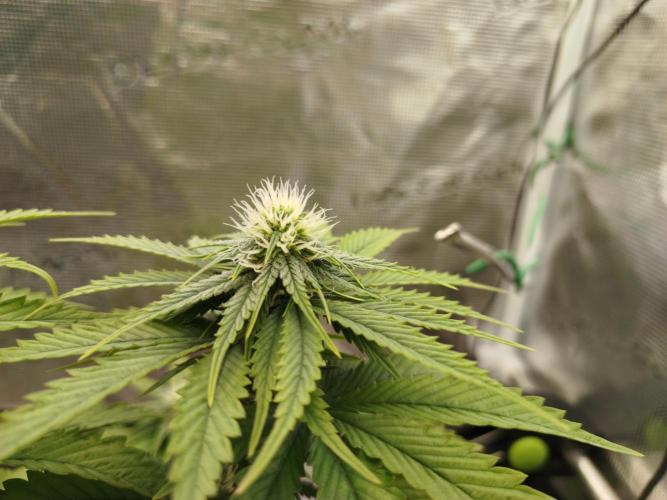 Purple Matt' #1. Week 8