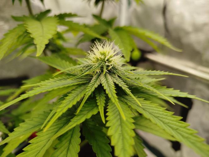 Purple Matt' #1. Week 8