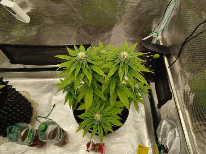 Purple Matt' #1. Week 8