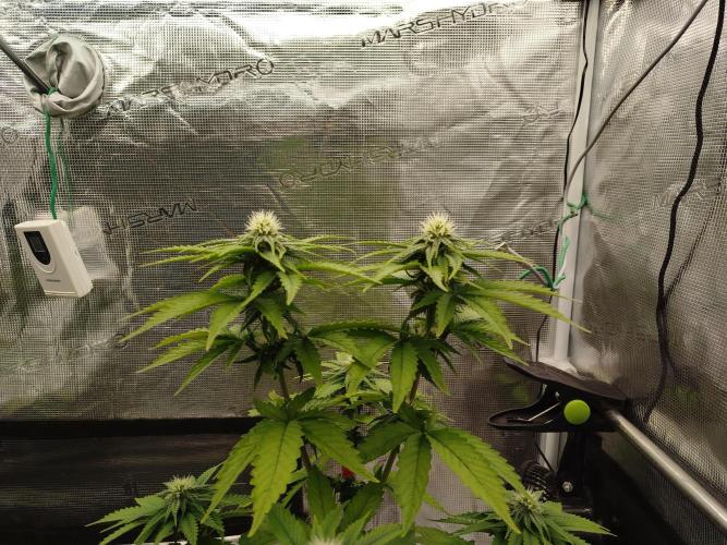 Purple Matt' #1. Week 8