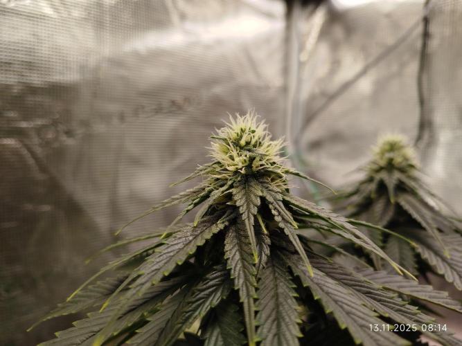 Purple Matt' #1. Week 9