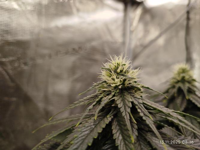 Purple Matt' #1. Week 9