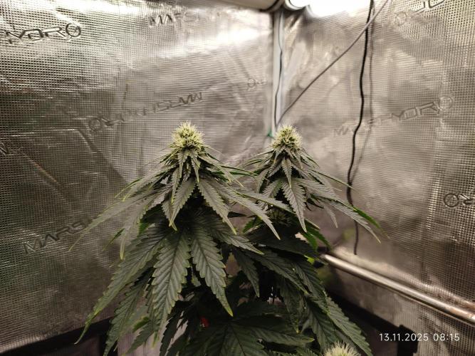 Purple Matt' #1. Week 9