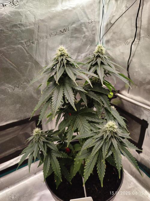 Purple Matt' #1. Week 9