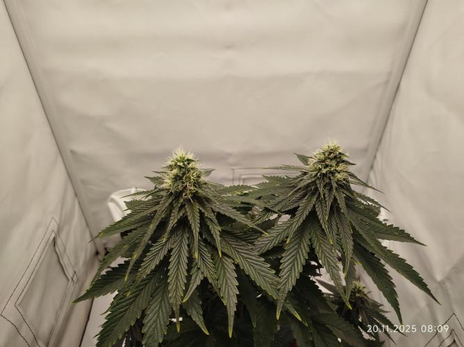 Purple Matt' #1. Week 10