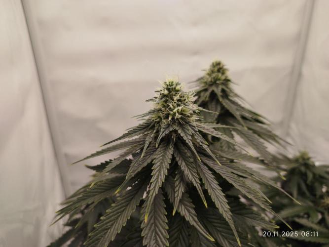 Purple Matt' #1. Week 10