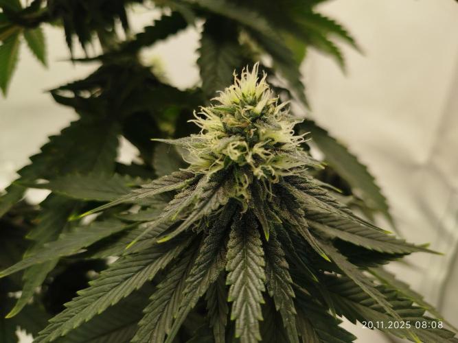 Purple Matt' #1. Week 10