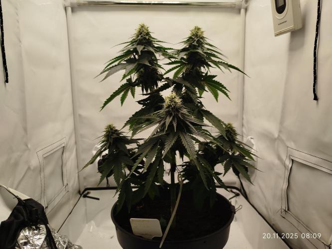 Purple Matt' #1. Week 10