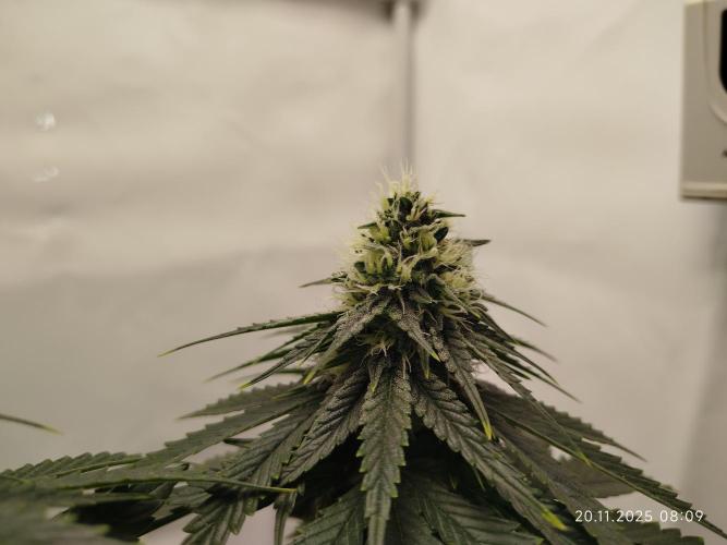 Purple Matt' #1. Week 10