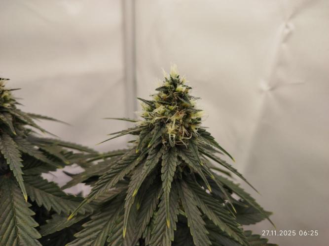 Purple Matt' #1. Week 11