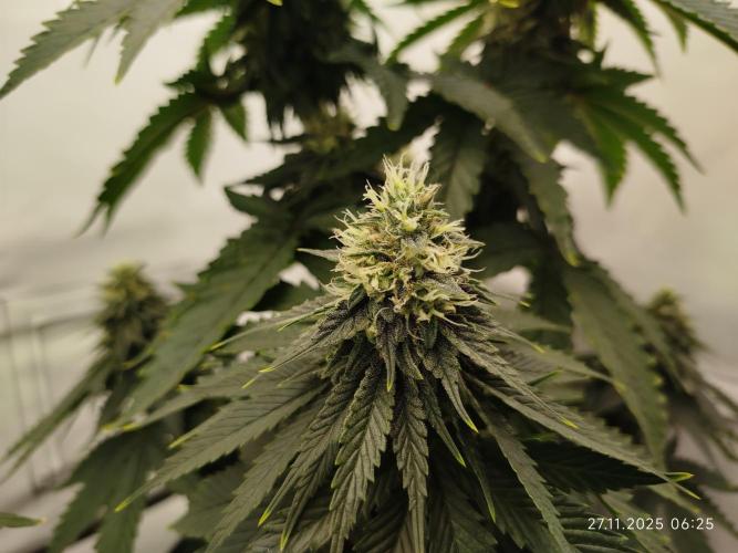 Purple Matt' #1. Week 11