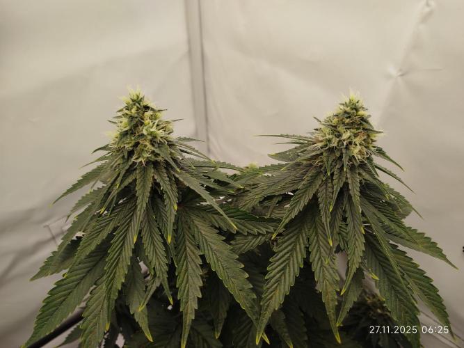 Purple Matt' #1. Week 11