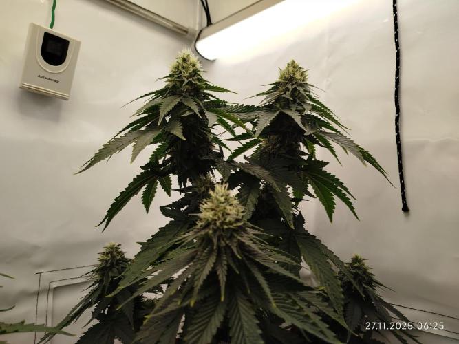 Purple Matt' #1. Week 11