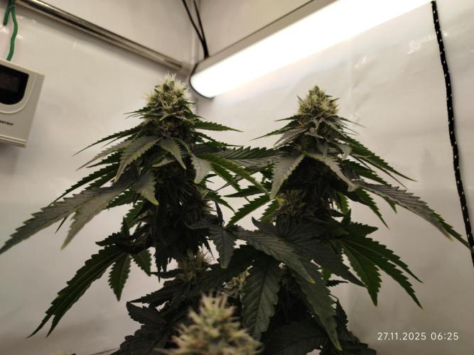 Purple Matt' #1. Week 11