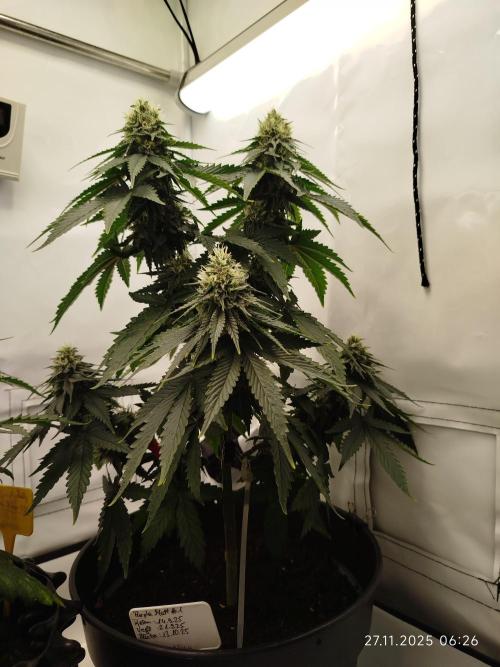 Purple Matt' #1. Week 11