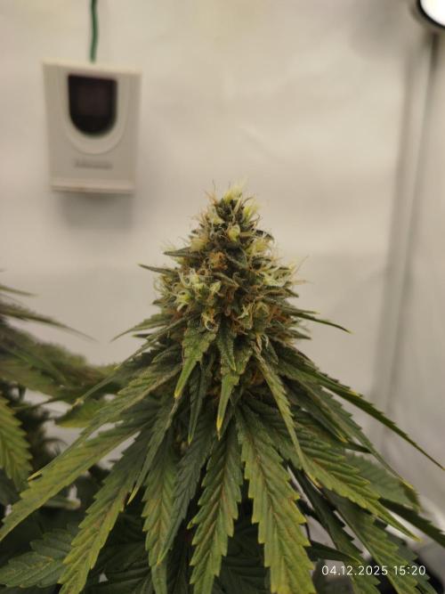 Purple Matt' #1. Week 12