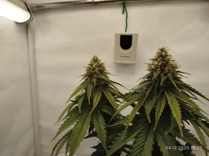 Purple Matt' #1. Week 12