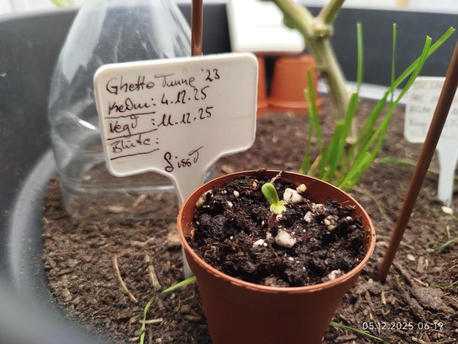 Ghetto Tanne #4. Week 0 - Sissi