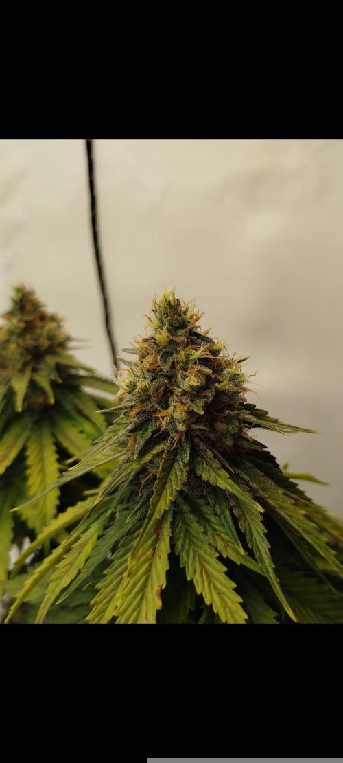 Purple Matt' #1. Week 12