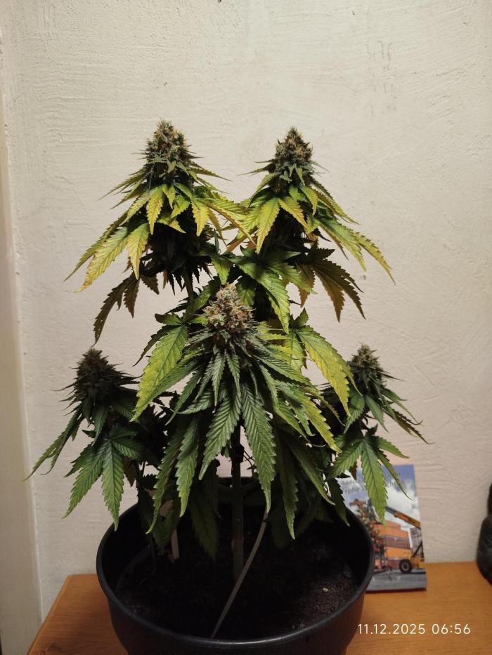 Purple Matt' #1. Week 13