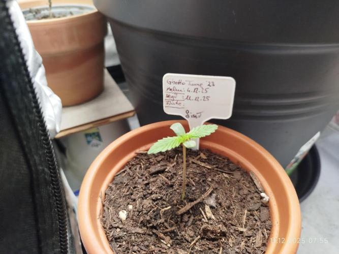 Ghetto Tanne #4. Week 1